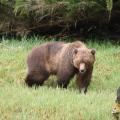 Khutzmeteen Grizzly Bear, taken from boat